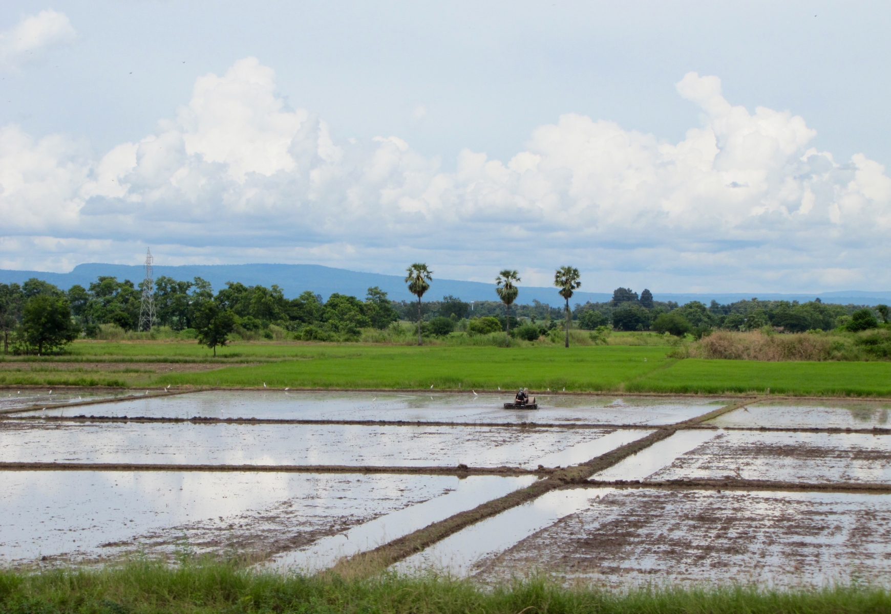 La campagne Thaïlandaise